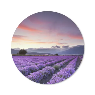 Produktbild von MuchoWow® Mauspad Mousepad Ein schönes Lavendelfeld bei Sonnenuntergang 30x30 cm - Mousepads - Maus Mat - Pad - Mausunterlage - Tischunterlage - Schreibtischmatten
