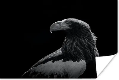 Produktbild von MuchoWow® Poster Adler - Nahaufnahme - Schnabel 80x60 cm - Kunst für zu Hause