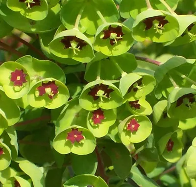 Produktbild von 10 x Euphorbia martinii (Wolfsmilch) - Stauden Gänge