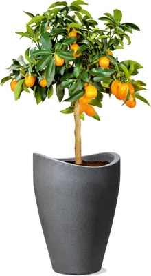 Productafbeelding van Scheurich 254/40 Hoge vaas, zwart graniet - 30 cm x 30 cm x 40 cm; artikelnummer: 54265