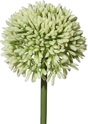 Produktbild von Kunstblume ALLIUM ca 44cm. Blütenkopf ca 6,5cm. WEISS-GRÜN