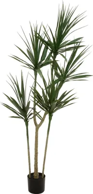 Zdjęcie produktu dla EUROPALMS Dracena, sztuczna roślina, zielona, 170 cm