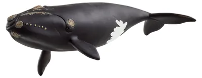 Produktbild von Wild Life Nordatlantischer Glattwal