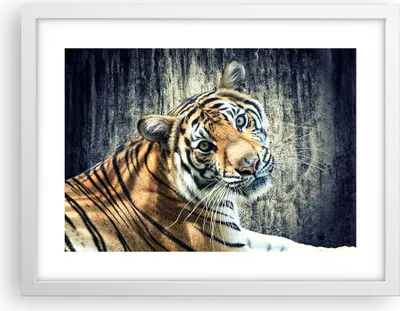 Produktbild von Gerahmtes Poster - Weißer Rahmen - Indien stein tiger wild - 40x30 cm - Wand Bild - Wanddeko - Wandbilder - Kunstposter - Wandposter - Bilderrahmen - Bilder - Kunstdruck - Wandbild - P2WAA40x30-2464
