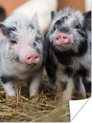 Produktbild von MuchoWow® Poster Schwein - Tiere - Ferkel 60x80 cm - Schlafzimmer Dekoration