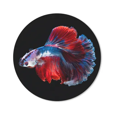 Produktbild von MuchoWow® Mauspad Mousepad Fisch - Schwanz - Schwarz 40x40 cm - Mousepads - Maus Mat - Pad - Mausunterlage - Schreibtisch Accessoires
