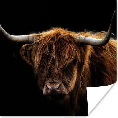 Produktbild von MuchoWow® Poster Schottischer Highlander - Hörner - Schwarz - Tiere - Natur - Wild - Kuh 75x75 cm - Wand Dekoration