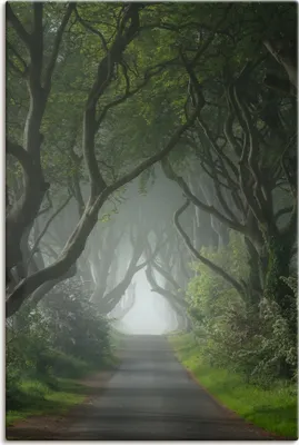 Produktbild von ARTland Leinwandbild Dark Hedges in mystischer Morgenstimmung Größe: 60x90 cm