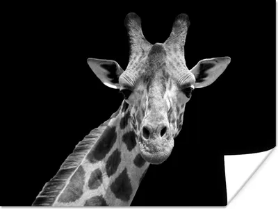 Produktbild von MuchoWow® Poster Giraffe - Wildtiere - Schwarz-Weiß - Porträt 120x90 cm - Wandbild