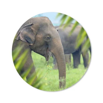 Produktbild von MuchoWow® Mauspad Mousepad Elefant - Palme - Tiere 30x30 cm - Mousepads - Maus Mat - Pad - Mausunterlage - Tischunterlage - Schreibtischmatten