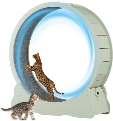 Image de Jouet pour chat : roue d'exercice verte