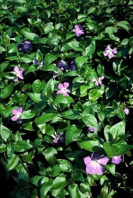 Produktbild von Großes Immergrün Vinca major – ↕10-25cm – Ø9cm – 60 Pflanzen – Immergrüner Bodendecker mit violett-blauen Blüten – Pflegeleicht & winterhart