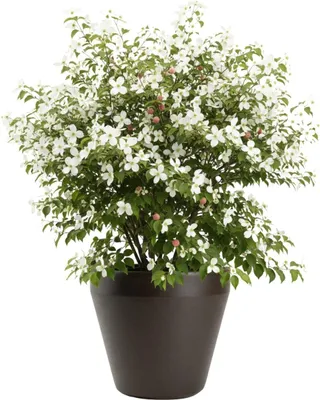 Immagine prodotto di HowHomely | Vaso per piante - Vaso da fiori - marrone - L46xH41 cm - Vaso per piante - Coprivaso - Pratico