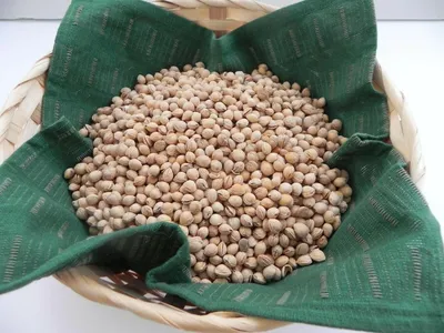 Produktbild von Kirschkerne zum Befüllen von Wärmekissen, 900 g