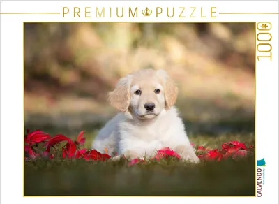 Produktbild von CALVENDO Puzzle Hovawart Welpe | 1000 Teile Lege-Größe 64x48cm Foto-Puzzle für glückliche Stunden
