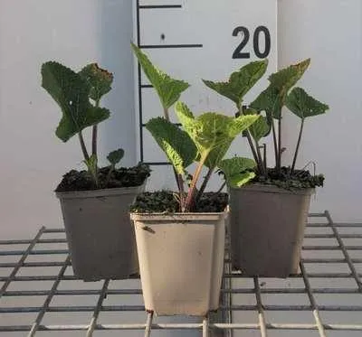 Immagine prodotto di 6 x Crambe cordifolia - Cavolo - vaso 9 x 9 cm