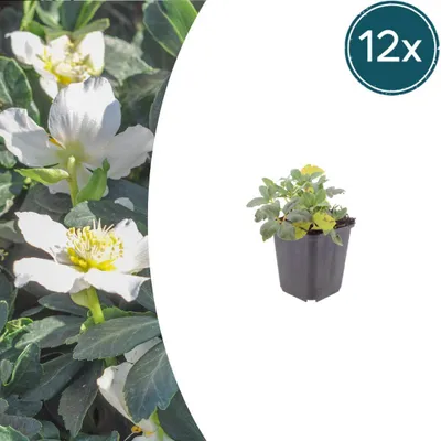 Productafbeelding van Helleborus orientalis | 12 stuks - 10-25cm - Ø9cm - Tuinplant