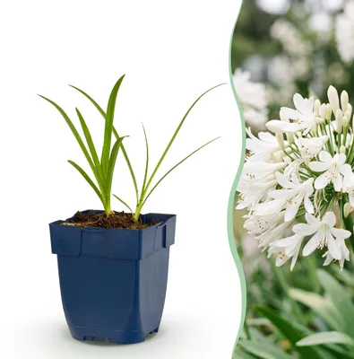 Produktbild von Green boutiQ - Staude - Agapanthus africanus Albus - Afrikanische Lilie - Bienen- und Schmetterlingsanzieher - Weiß - 24 Pflanzen - Topf 11cm - Höhe 15-25cm