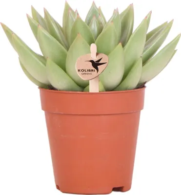 Produktbild von Kolibri Greens | Grünpflanze - Sukkulente Echeveria Miranda - grüne Zimmerpflanze - frisch aus der Gärtnerei - Ø9cm