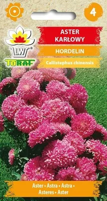 Zdjęcie produktu dla Aster karłowy HORDELIN nasiona 430 Toraf
