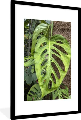 Produktbild von MuchoWow® Gerahmtes Poster Musterblätter mit einem natürlichen Hintergrund 60x90 cm - Poster mit Schwarzem Bilderrahmen Wandposter Rahmen Foto Bilder - Dekoration - Wandposter Wohnzimmer - Hochwertig