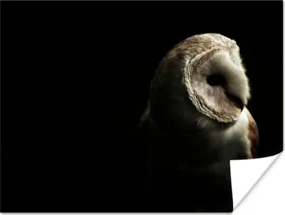 Produktbild von MuchoWow® Poster Eule - Vogel - Porträt 120x90 cm - Wandbild