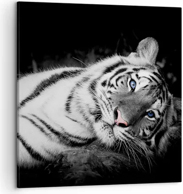 Produktbild von Bild auf Leinwand - Leinwandbild - Einteilig - Weiß Tiger Schwarz und Weiß - 50x50cm - Wand Bild - Wanddeko - Wandbilder - Leinwanddruck - Bilder - Wanddekoration - Leinwand bilder - AC50x50-4247