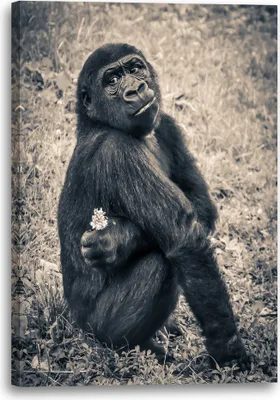 Produktbild von Leinwandbild (70x100cm): Tier-Foto Menschen-Affe süß in Kamera blickend, echter Holz-Keilrahmen inkl. Aufhänger, handgefertigt in Deutschland