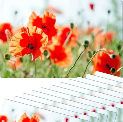 Immagine prodotto di Set di 12 tovagliette lavabili con fiori di papavero estivi