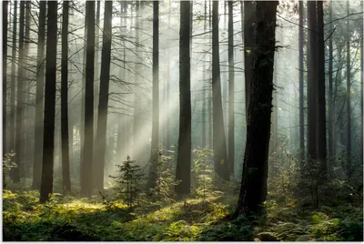Produktbild von MuchoWow® Poster Wald - Pflanzen - Nebel 60x40 cm - Schlafzimmerdekoration