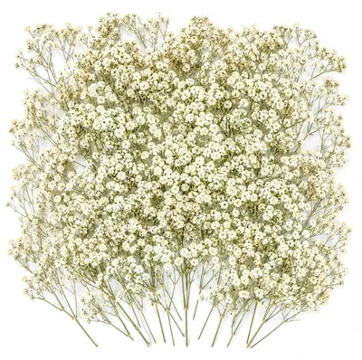 100 getrocknete Schleierkraut – weiße Trockenblumen für DIY