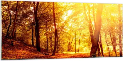 Produktbild von Bilder auf glas - Wald Baum Natur - 120x50cm - Glasbilder - Wandbilder - Kunstdruck - zum Aufhängen bereit - Wanddekoration aus Glas - Glas Bilder - Wandbild auf Glas - Einteilig - GAB120x50-3722