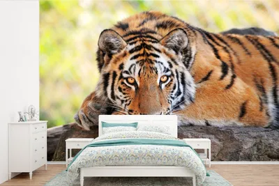 Produktbild von MuchoWow® Fototapete für Wohnzimmer oder Schlafzimmer Wandtapete Vinyl Motivtapete Tiger - Welpe - Rüssel - 450x300 cm - Gemusterte