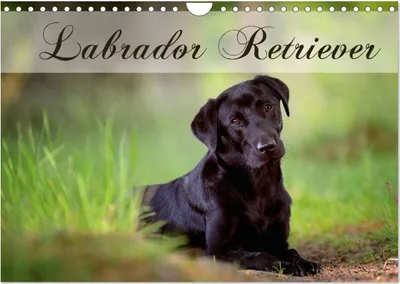 Produktbild von Labrador Retriever (Wandkalender 2025 DIN A4 quer), CALVENDO Monatskalender