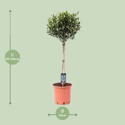 Obrázok produktu pre Olivovník Olea europaea, priemer 22 cm, výška 100 cm, stredomorská izbová a záhradná rastlina