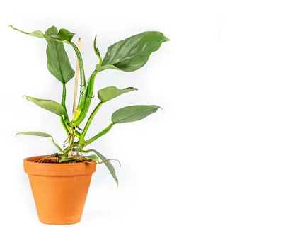 Obrázok produktu pre Gardnerov filodendron Silver Queen, priemer 14 cm