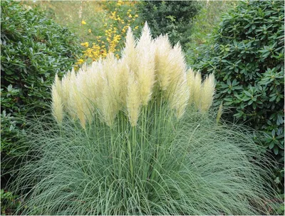 Produktbild von Stauden Gänge 10 x Cortaderia selloana 'Pumila' im 1 Liter Topf - Weißes Zwerg Pampasgras - Der kleine Riese unter den Pampasgräsern