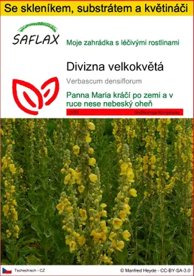 Obrázek produktu pro SAFLAX Kultivační sada - Divizna velkokvětá - Verbascum densiflorum - 500 Semena - S mini skleníkem, pěstebním substrátem a 2 květináči