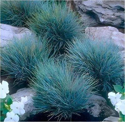 Produktbild von Stauden Gänge 10 x Festuca glauca/cinerea 'Elijah Blue' im 1 Liter Topf - Blauschwingel - Silberblaue Eleganz mit moderner Note