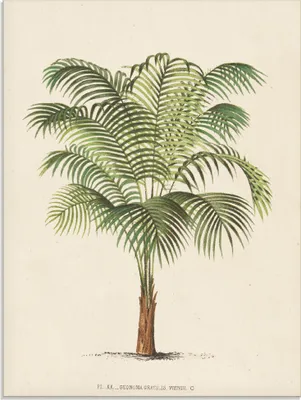 Produktbild von ARTland Glasbild Palme II Größe: 45x60 cm