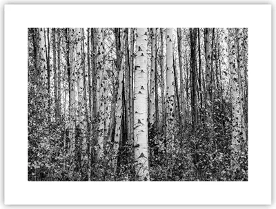 Produktbild von Poster - Poster ohne Rahmen - Birken Wald Monochrom - 40x30 cm - Wand Bild - Wanddeko - Wandbilder - Kunstposter - Wandposter - Bilder - Kunstdruck - Wanddekoration - Wandbild - P2XAA40x30-4643