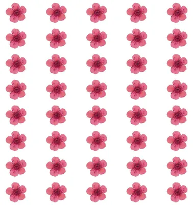 40 getrocknete gepresste Narzissenblüten, 6–8 mm, rosa