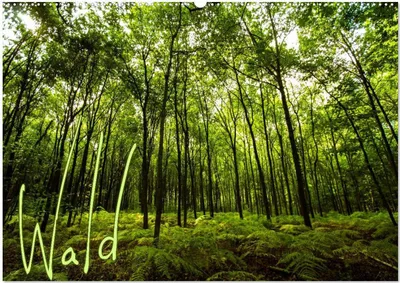 Produktbild von Wald (Wandkalender 2026 DIN A2 quer), CALVENDO Monatskalender