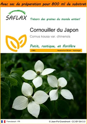 Image de SAFLAX Garden in the bag - Cornouiller du Japon - 30 graines - Cornus