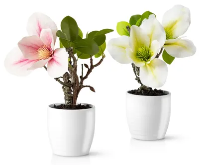 Produktbild von Set von 2 Kunstmagnolien in Topf