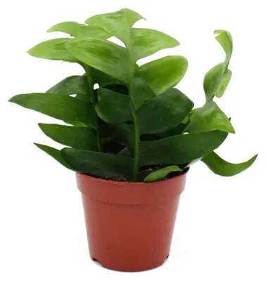 Produktbild von Epiphyllum anguliger chrysocardium – Sägeblattkaktus – 12 cm