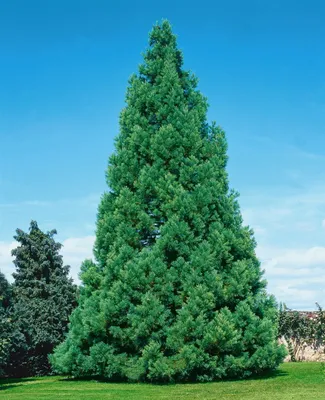 Produktbild von Sequoiadendron giganteum, Bergmammutbaum, 50–60 cm