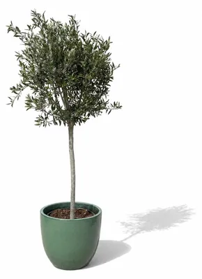 Zdjęcie produktu dla Drzewko oliwne w donicy ceramicznej Provencelia LANCELOT, Jadeitowy, donica Ø47 x H41 cm