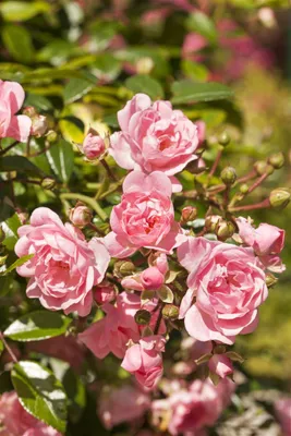 Produktbild von Rosa 'The Fairy', Bodendeckerrose, rosa, 40–60 cm