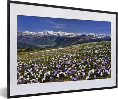 Produktbild von MuchoWow® MuchoWow® Gerahmtes Poster Krokuswiese oberhalb der Berner Alpen in der Schweiz 60x40 cm - Poster mit zchwarzem Bilderrahmen - Schlafzimmer - Plakat in Rahmen - Drucken